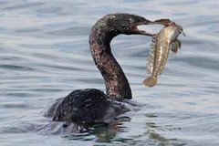 Pelagic Cormorant